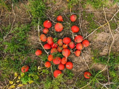 Hokkaido balkabaklarının yukarıdan doğrudan yeşillikler arasındaki insansız hava aracı görüntüsü, Almanya
