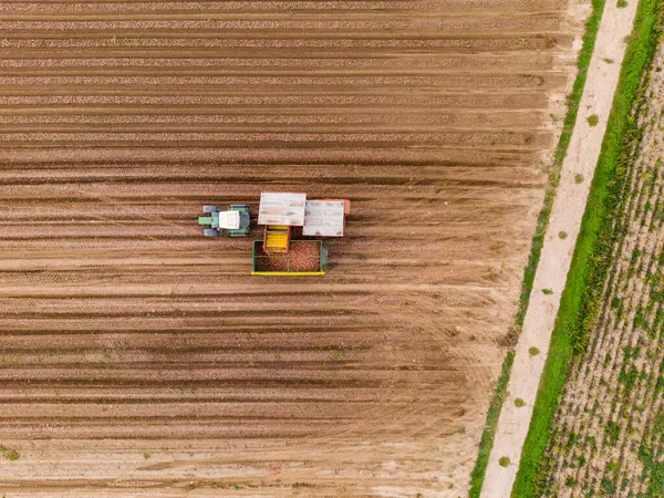 Traktor Sklízející Cibuli Cibulovém Poli Přímo Shora Jako Letecký Pohled — Stock fotografie