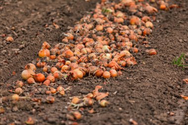 Soğan tarlasında soğanlar toplanmak üzere sıraya dizildi, Avrupa