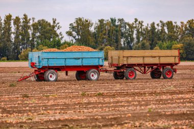 Arka plandaki ağaçların önündeki tarlada soğanlı iki karavan duruyor.