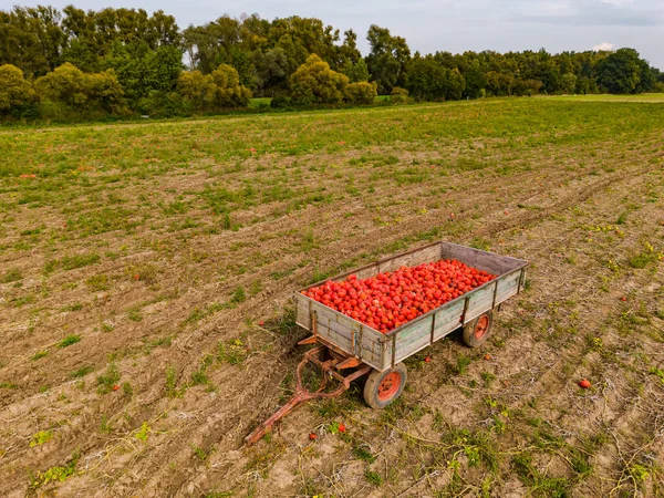 Egy Mezőgazdasági Pótkocsi Egy Mezőn Tele Hokkaidóval Levegőből Nézve — Stock Fotó