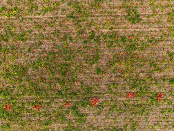ドイツで収穫中のフィールド上の赤とオレンジのカボチャの山 — ストック写真