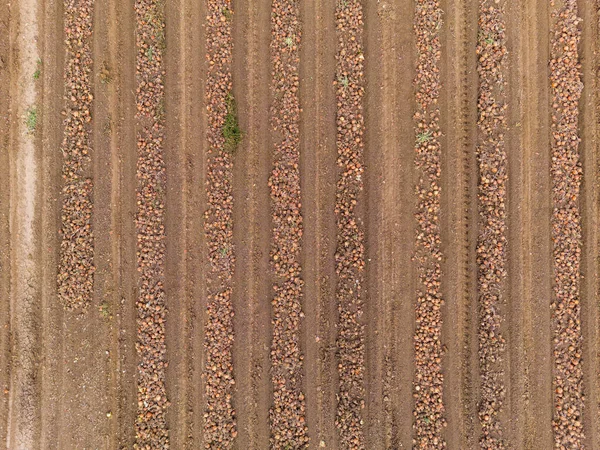空中風景としての収穫時の玉ねぎ畑の線とパターン — ストック写真