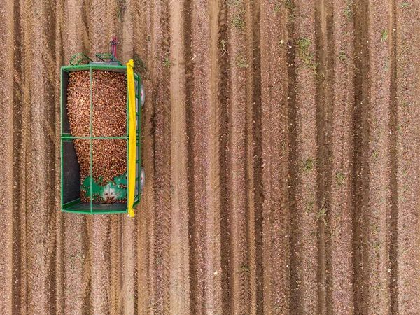 Close-up aerial view of two farm trailers filled with onions in the field after harvest in autumn, Germany