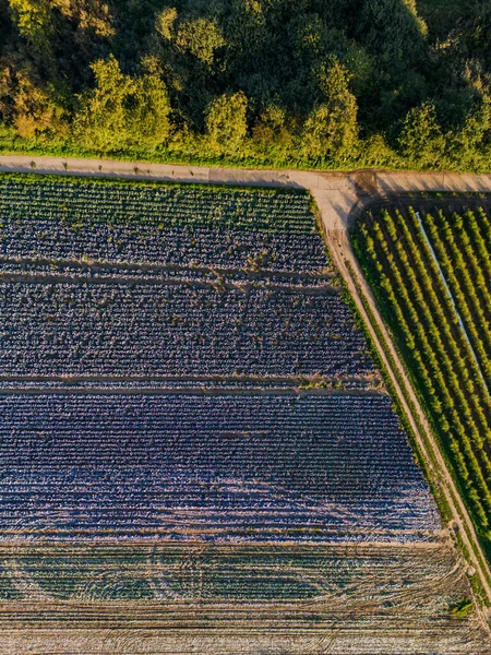 Вертикальний Знімок Синьої Капусти Барвистих Полів Дерев Німеччині Восени — стокове фото