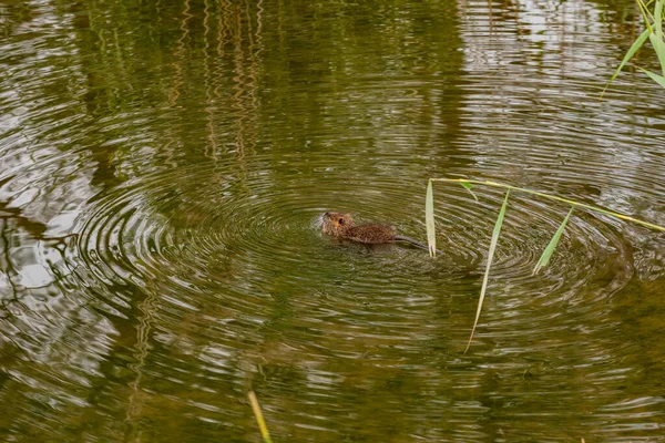 Coypu Nada Pântano Com Costas Cauda Visíveis — Fotografia de Stock