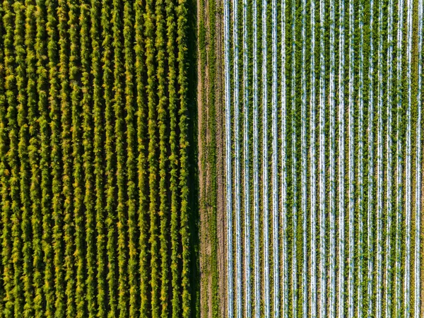 Geometric Patterns Fields Aerial View Strawberry Field Seen Germany — Stock Photo, Image