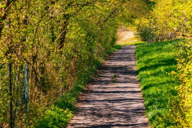 Bulanık güneş ışığında kırsal bir alanda ağaçlar ve çalılar arasında tek bir patika.