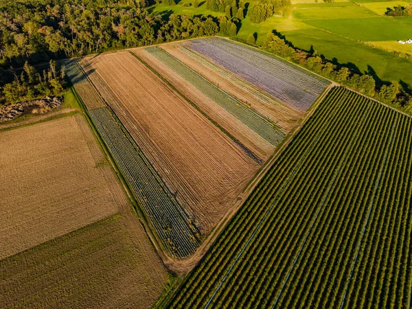 Aerial View Trees Colored Fields Dirt Road Autumn — Stock Photo, Image