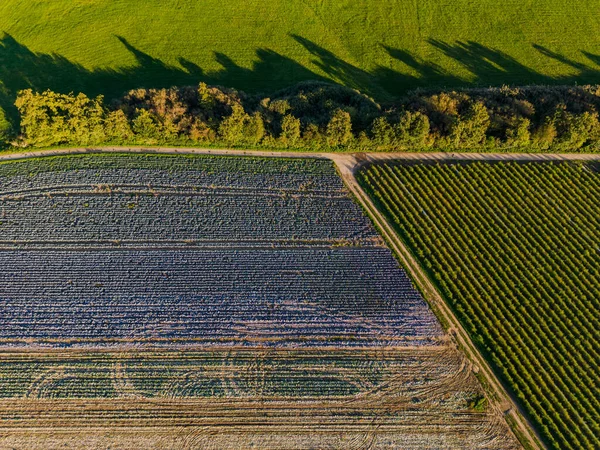 秋天德国蓝菜 五彩斑斓的田野和树木的垂直拍摄 — 图库照片