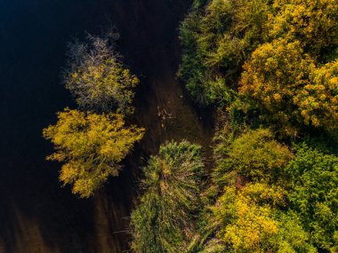 Almanya 'da sonbaharda gün ışığında sel baskınından sonra ağaçların altındaki suyun havadan görünüşü