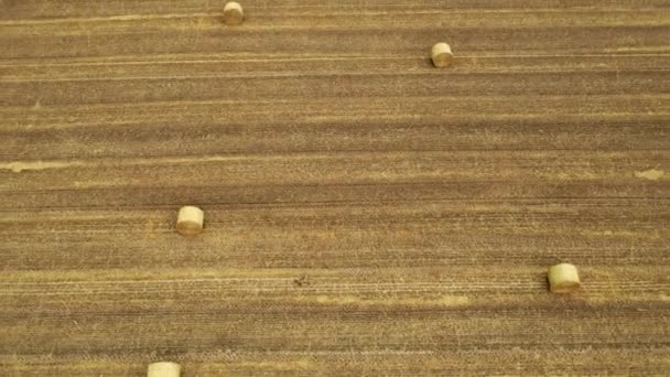 Aerial Video View Rolled Hay Bales Stubble Field Drone Pov — Stock Video