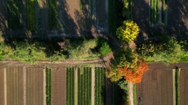 Güneşte gölgeli sonbahar renkli bir ormanın yanındaki tarlaların havadan görüntüsü, 4K drone video görüntüleri.