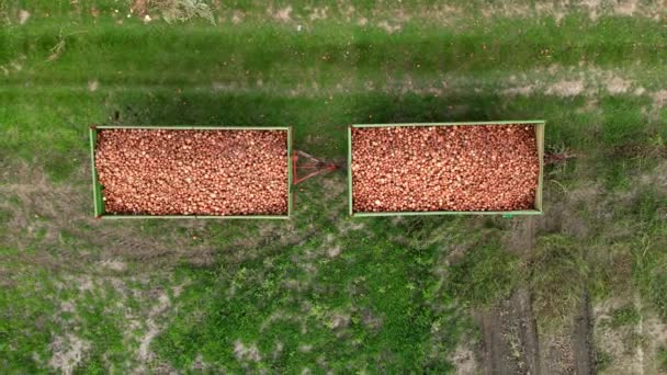 Luftaufnahme Von Anhängern Mit Zwiebeln Nach Der Ernte Auf Einem — Stockvideo