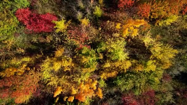 Culori Toamnă Vedere Aeriană Drone Pădure Colorată Toamna Copacii Cresc — Videoclip de stoc