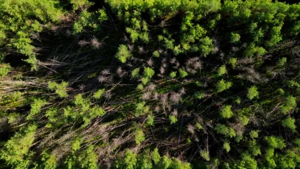 Dron Pov Stromů Poškozených Větrem Během Bouře Letící Zoom Pohybu — Stock video