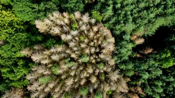 Aerial View Footage German Forest Dead Trees Damaged Drought Insect — Stock Video