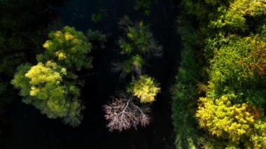 Almanya 'da sonbaharda su sahası ve ağaçlı havadan 4K video görüntüsü