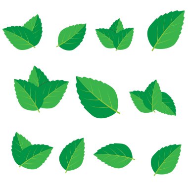 Nane yeşili çizim seti. Nane logo vektörü