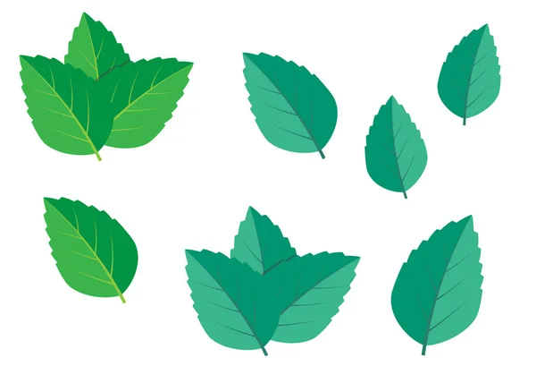 Mint Green Vector Illustration Set Mint Logo Vector — Stock Vector