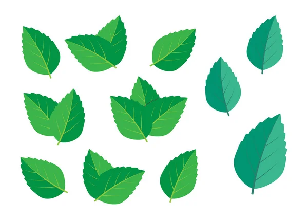 Set Illustrazione Vettoriale Verde Menta Vettore Logo Menta — Vettoriale Stock