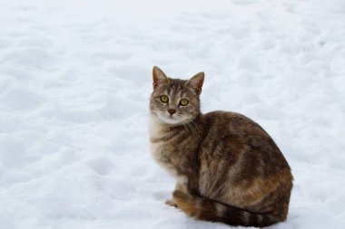Bebek Kedi Karda Oynuyor