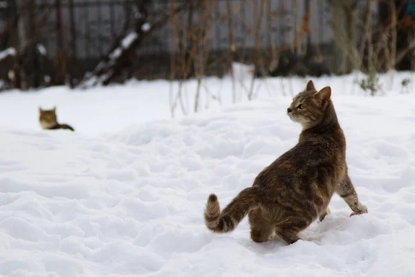 Μωρό Γάτα Παίζει Στο Χιόνι — Φωτογραφία Αρχείου
