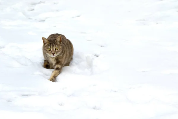 Baby Cat Играющий Снегу — стоковое фото