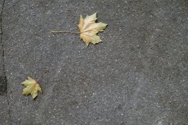 Asfalt yolda iki akçaağaç yaprağı düştü. Mevsimlik arkaplan.
