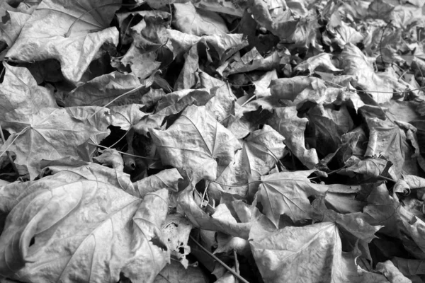 Stapel Bladeren Herfst Zwart Wit Seizoensgebonden Achtergrond Voor Wallpaper Ontwerp — Stockfoto