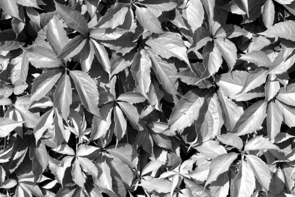 Liście Liście Wzór Widok Czerni Bieli Tło Sezonowe — Zdjęcie stockowe