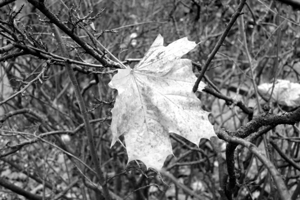 Fallen Maple Leaf Black White Seasonal Natural Background — Stock Photo, Image