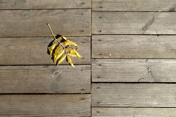 Umgefallenes Blatt Auf Holzterrassenboden Oberfläche Und Natürliches Muster — Stockfoto