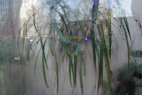 Fleurs Intérieur Fenêtre Avec Condensation Contexte Vue — Photo