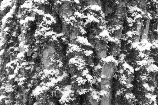 Snow Old Tree Bark Moss Black White Seasonal Backgrund — Fotografia de Stock