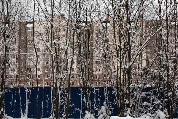 雪と住宅の建物の下の木 デザインの季節の背景と質感 — ストック写真