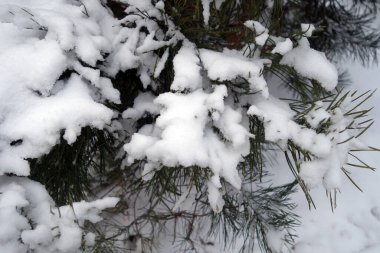 Karla kaplı çam ağacı. Doğal mevsimsel arka plan ve görünüm.               