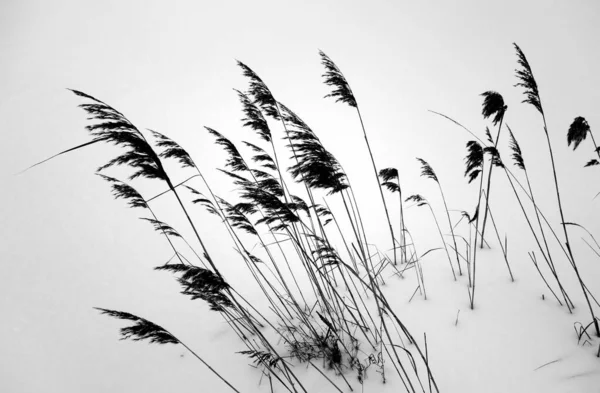 Rieten Sneeuwachtergrond Seizoensgebonden Natuur — Stockfoto