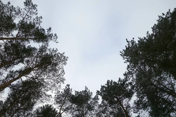 Widok Drzewa Dołu Naturalne Tło Scena Obrazy Stockowe bez tantiem