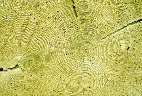 Yıllık Ağaç Halka Dokusu Konsept Fikirler Için Doğal Arka Plan — Stok fotoğraf