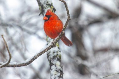 Parlak kırmızı bir erkek Kardinal kuş kışın bahçemde ağaçlarla karlı bir dala tünedi..