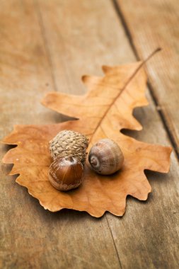 Sonbaharda meşe yaprağı ve meşe palamudu