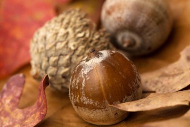 Palamutlar ve Sonbaharda yapraklar