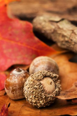 Palamutlar ve Sonbaharda yapraklar