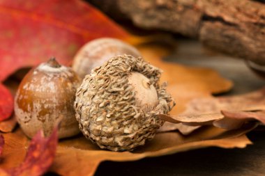 Sonbaharda meşe palamudu ve sonbahar yaprakları kapanıyor.