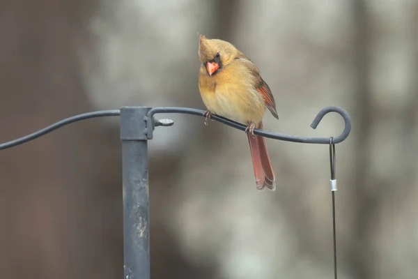 Cardinal Femelle Agissant Peu Timide Comme Regarde Vers Bas Tout — Photo