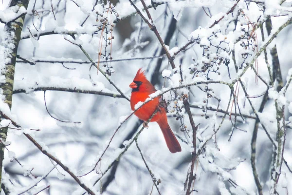 ハンサムな赤い男性枢機卿は東テネシーの冬の珍しい雪の日に雪の木の枝に座っています — ストック写真