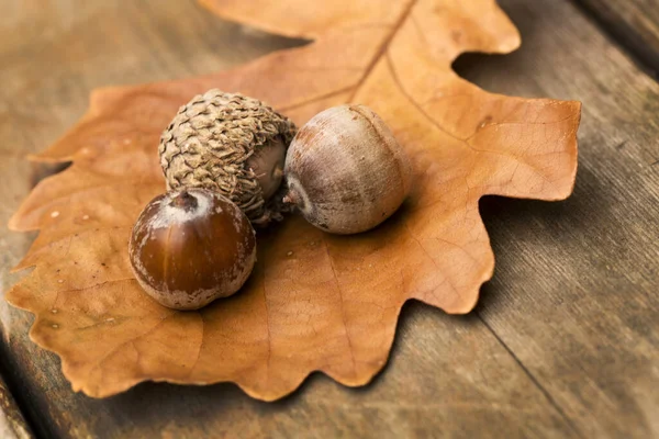 Oak Leaf Acorns Autumn — Stock Photo, Image