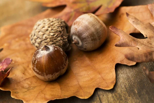 Sonbaharda meşe yaprağı ve meşe palamudu