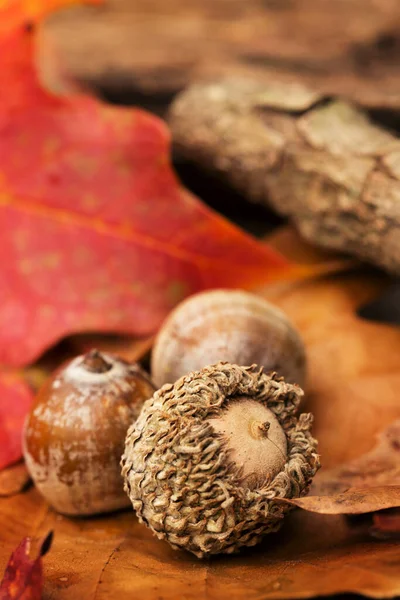 Palamutlar ve Sonbaharda yapraklar